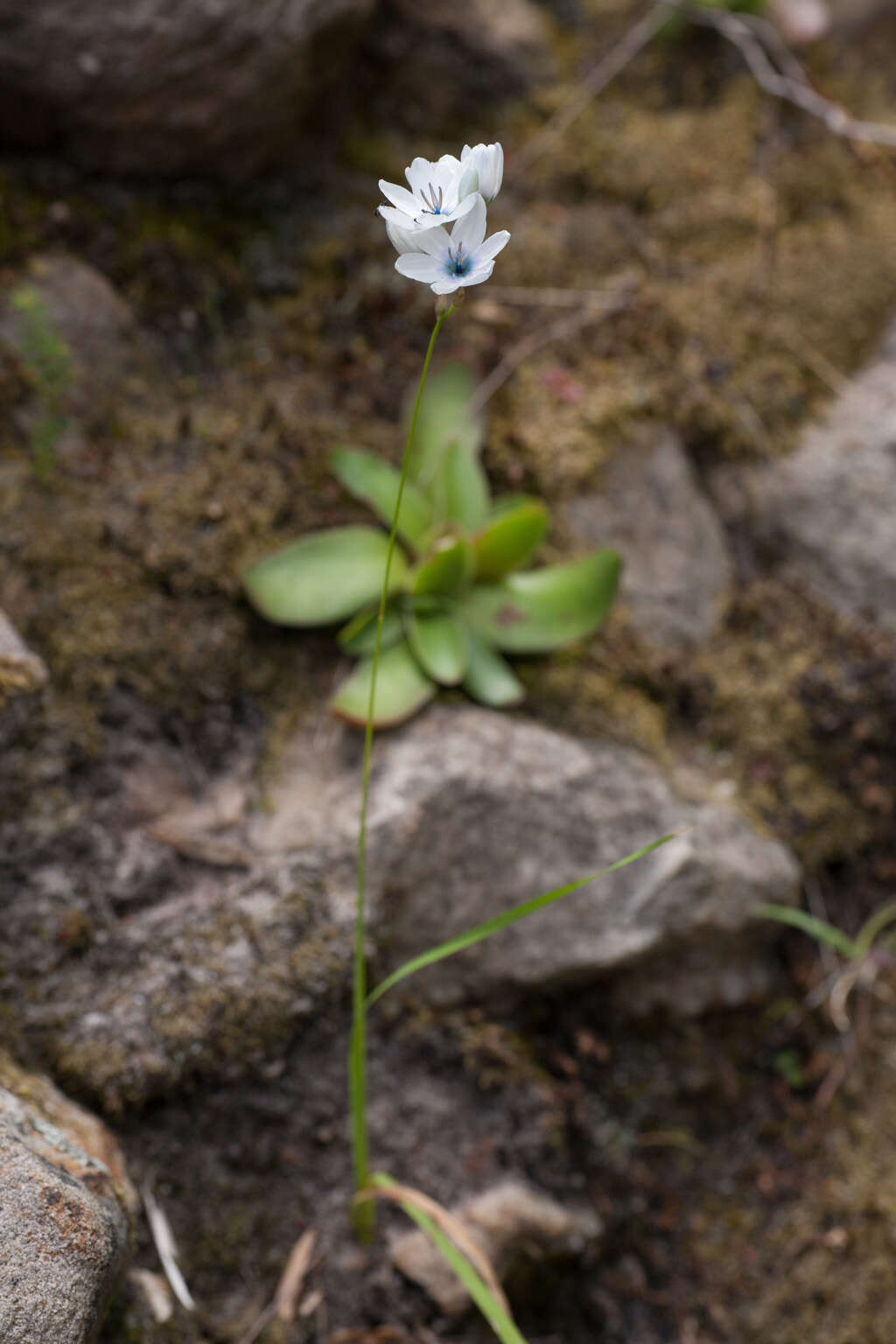 Image of white-and-yellow-flower cornlily