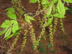 Image of Acer henryi Pax