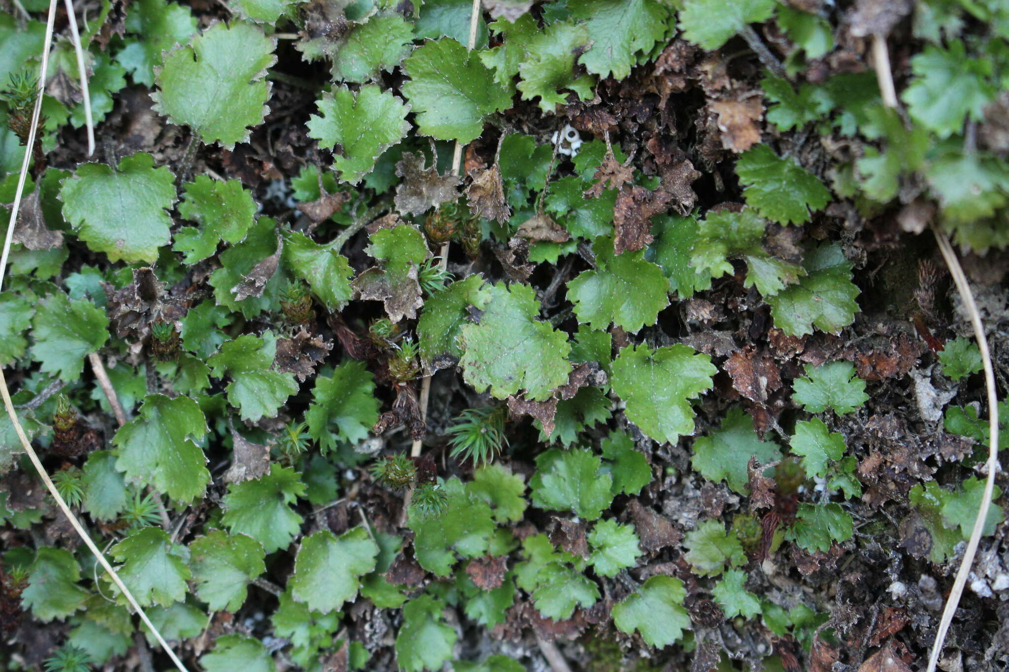 صورة Gunnera monoica Raoul