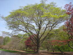 Image of Acer pictum subsp. mono (Maxim.) H. Ohashi