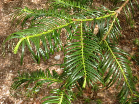 Imagem de Cephalotaxus fortunei Hook.