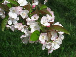 Image of Chinese crab apple