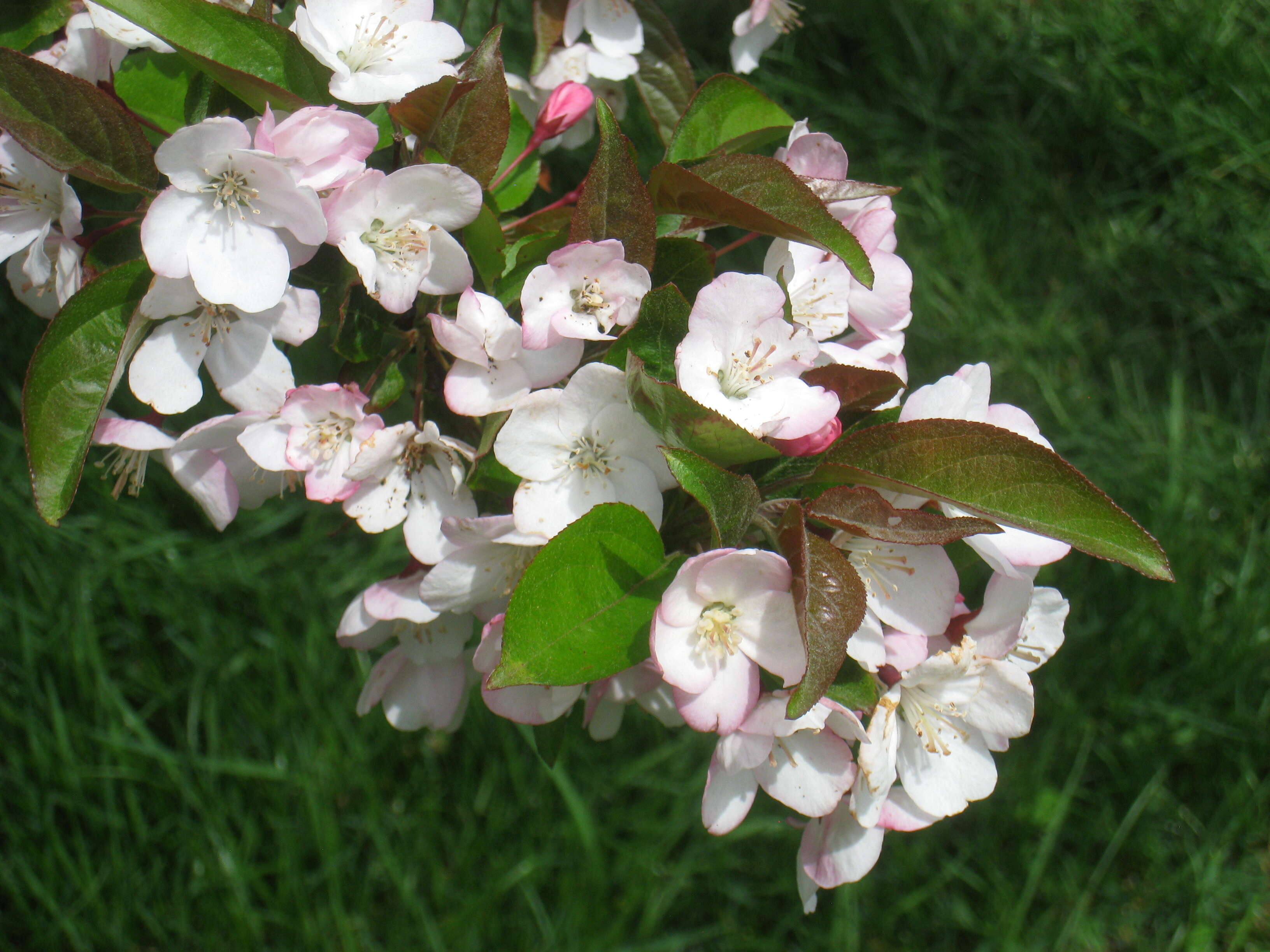 Image of Chinese crab apple