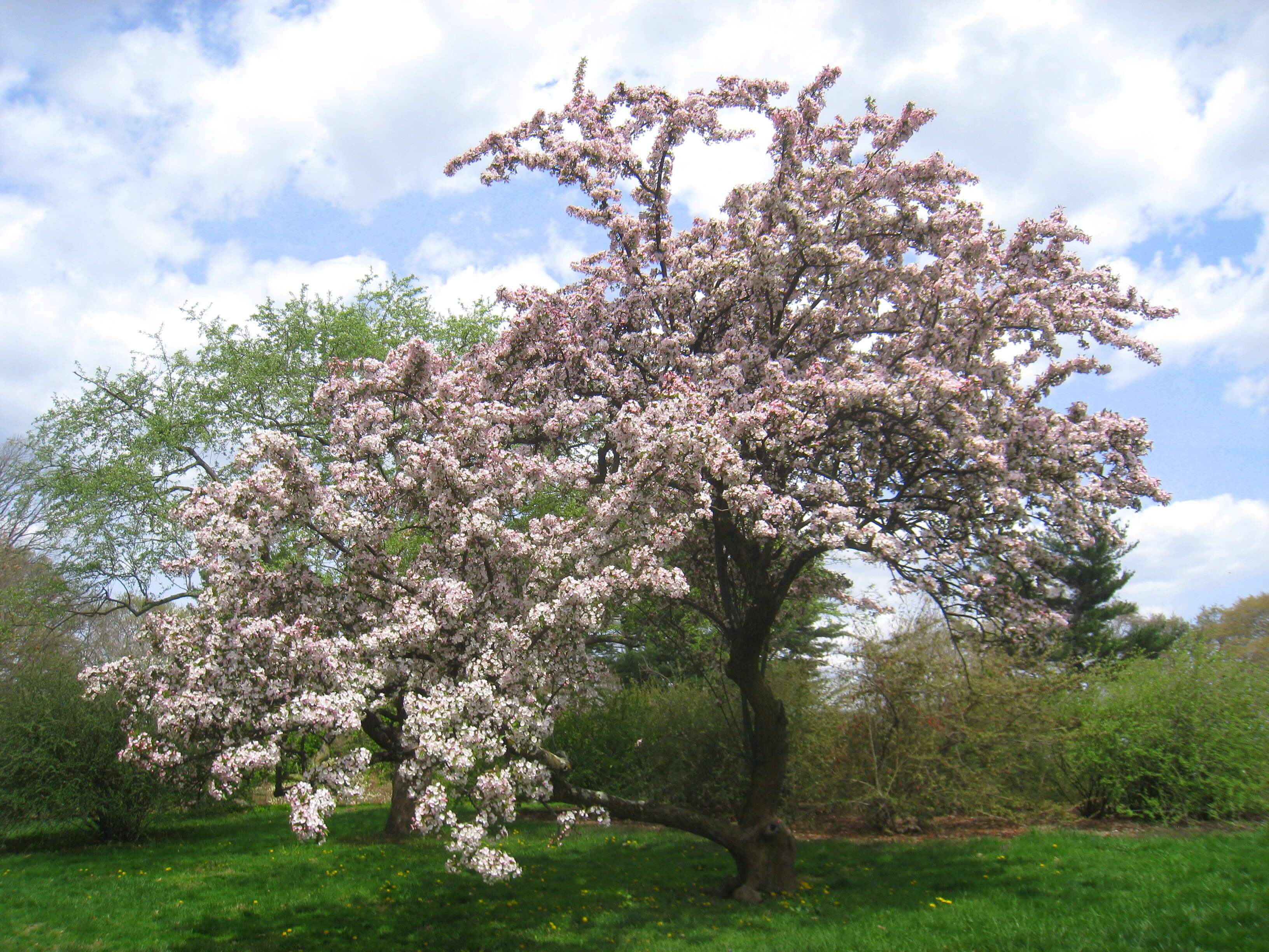 Image of Chinese crab apple