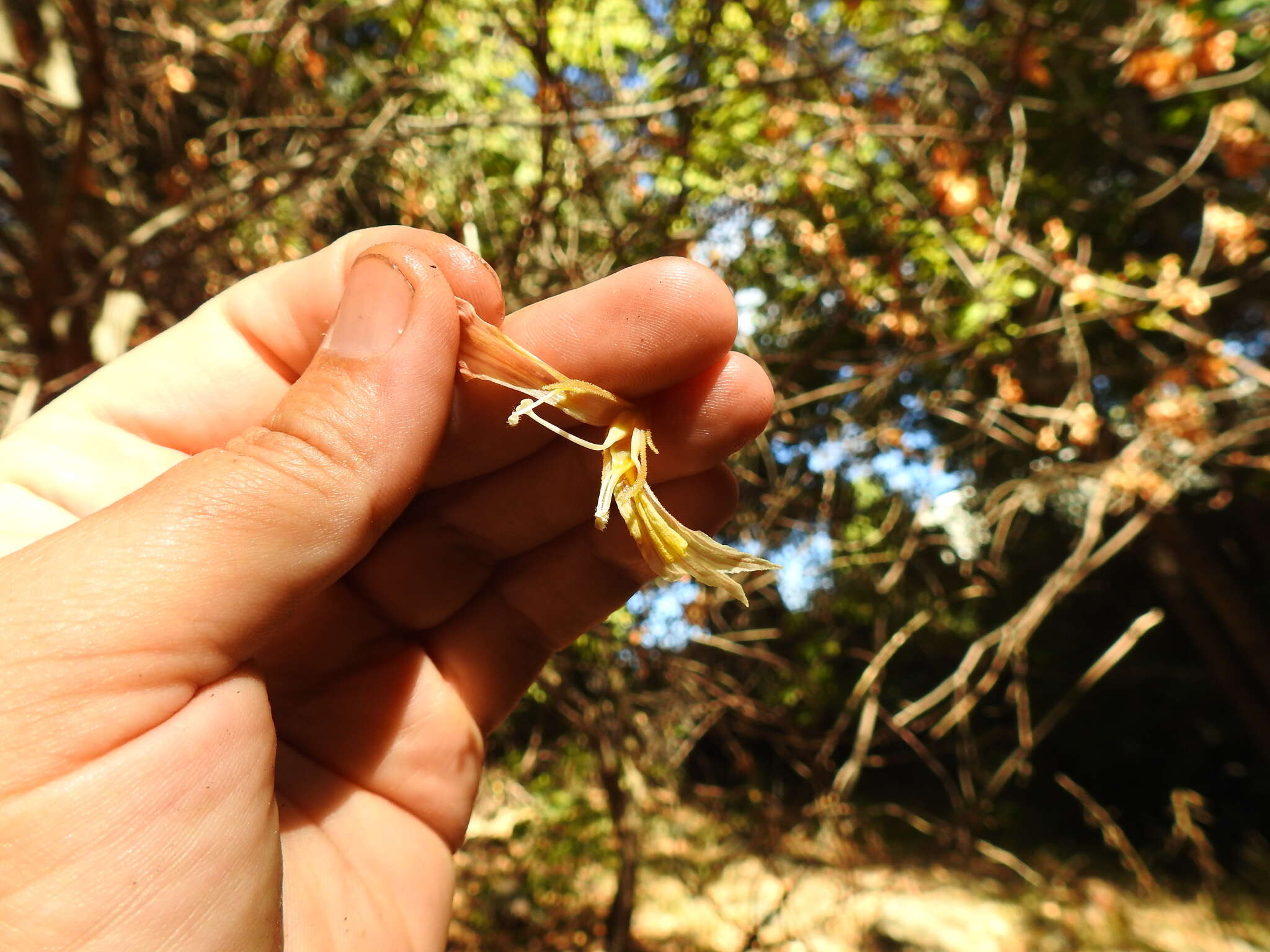 Plancia ëd Aphyllon vallicolum (Jeps.) A. C. Schneid.