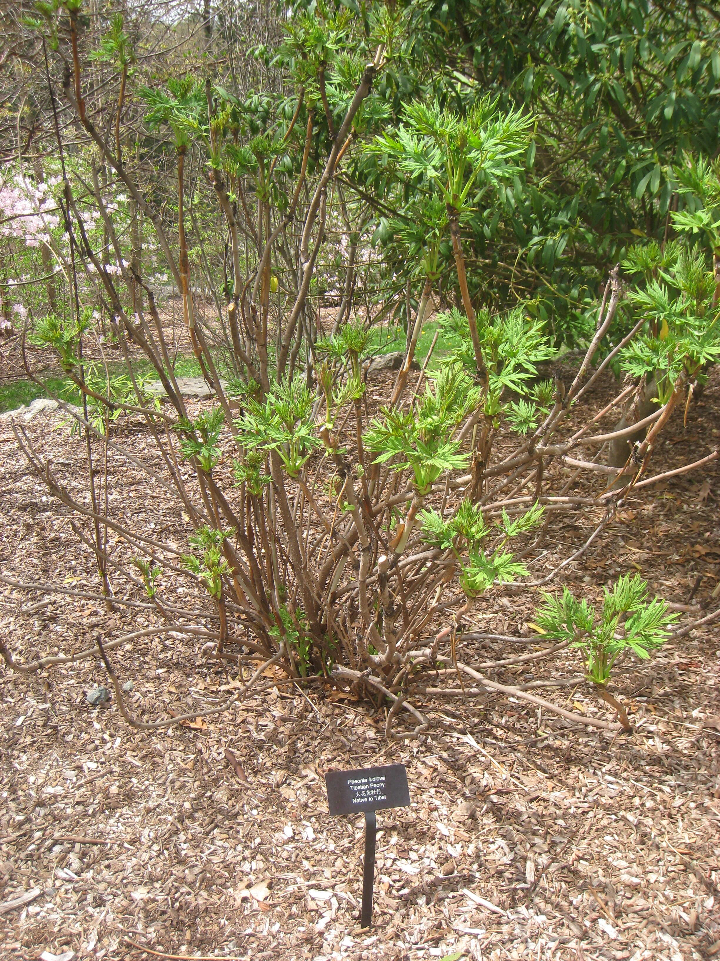 Image of Paeonia delavayi subsp. ludlowii (Stern & G. Taylor) B. A. Shen