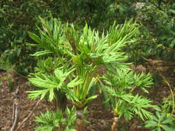 Image of Paeonia delavayi subsp. ludlowii (Stern & G. Taylor) B. A. Shen