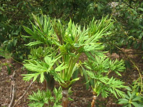 Слика од Paeonia delavayi subsp. ludlowii (Stern & G. Taylor) B. A. Shen