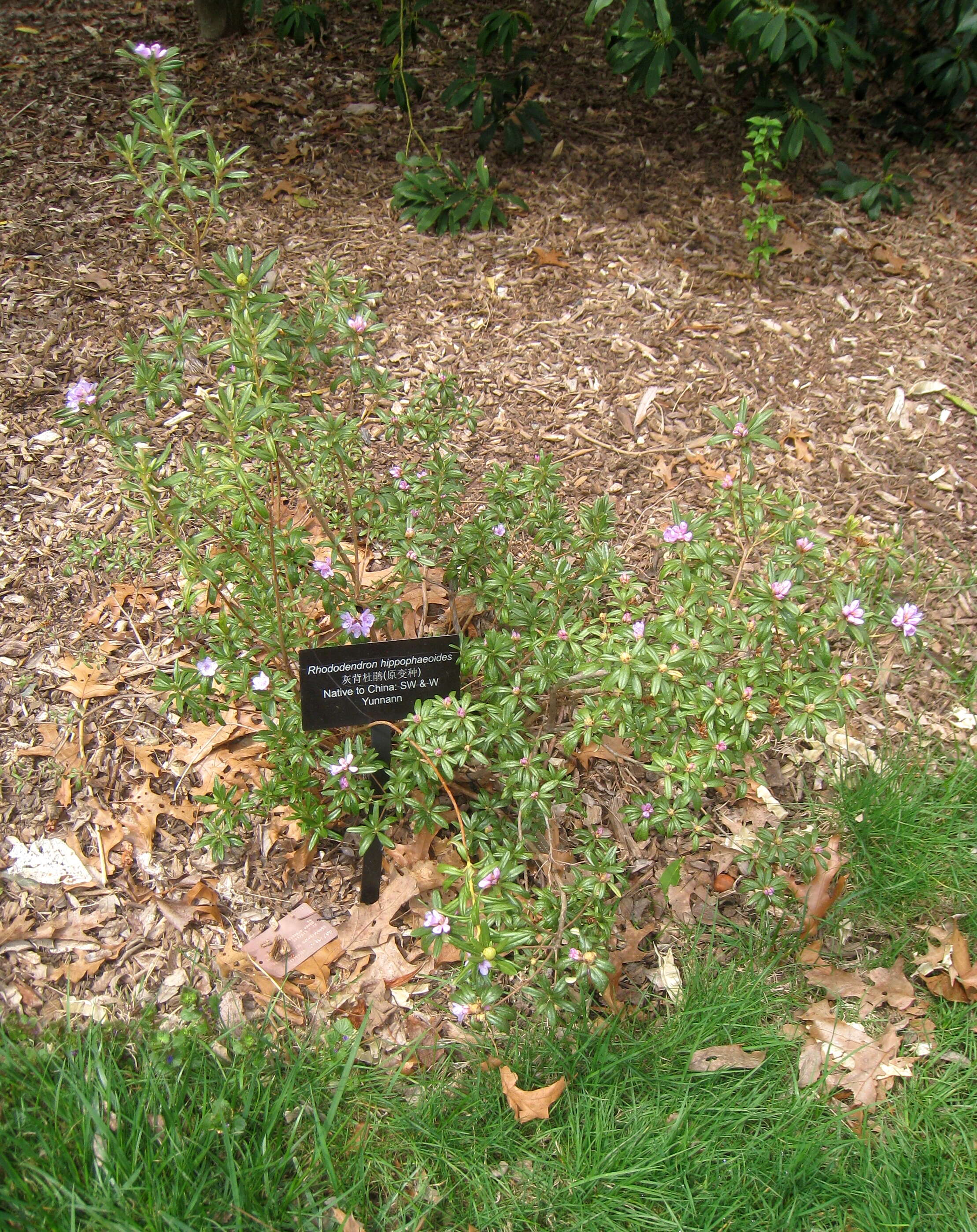 Image of Rhododendron hippophaeoides I. B. Balf. & W. W. Sm.