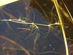 Image of slender waternymph