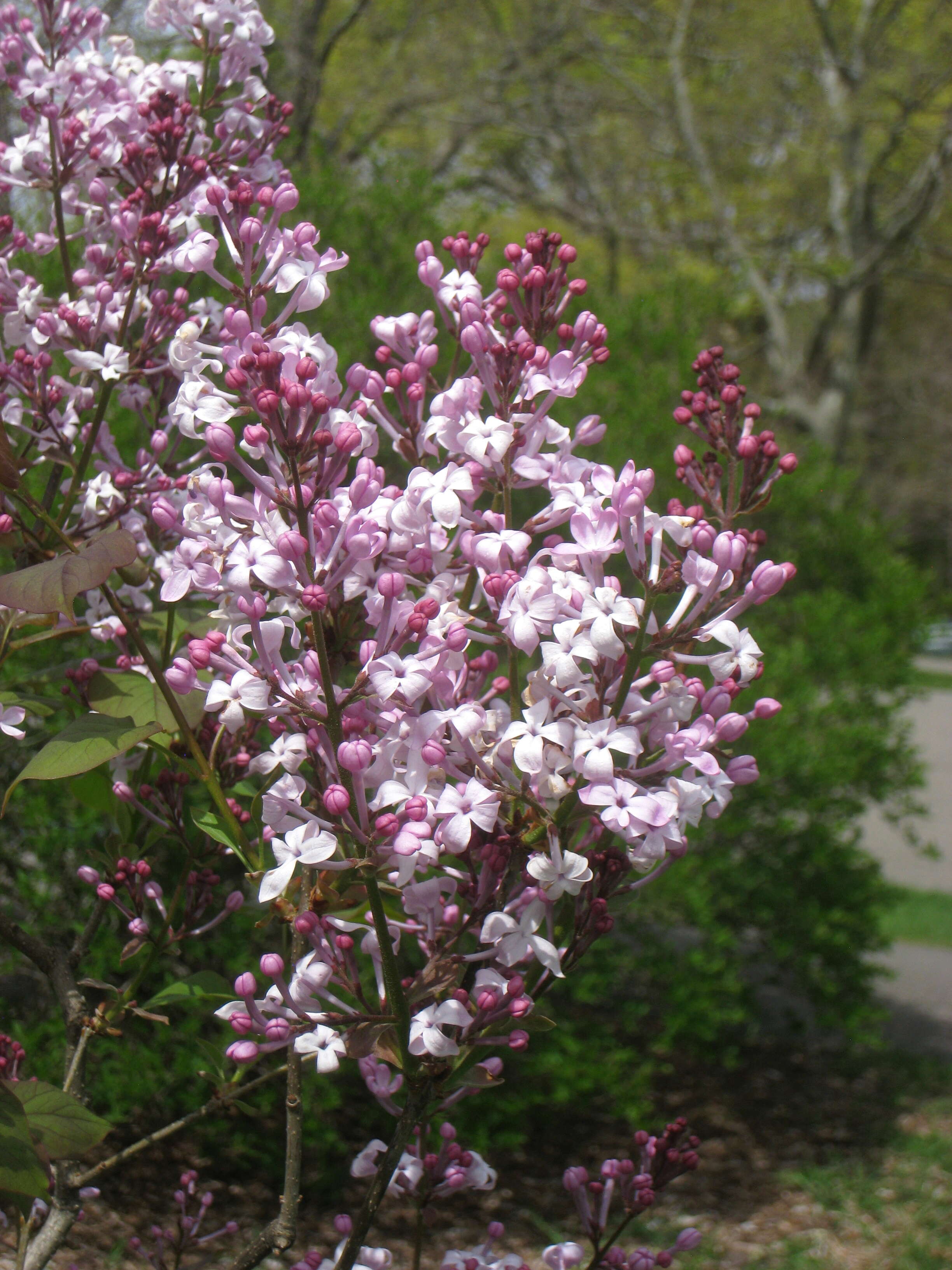 Image of Syringa oblata Lindl.