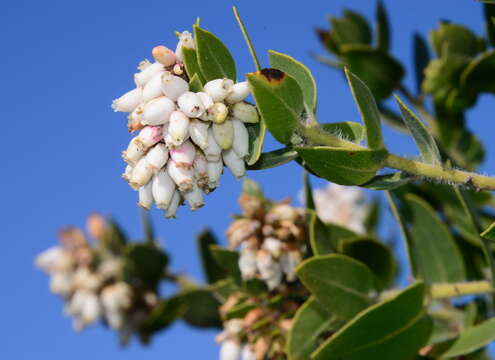 Image of whitehair manzanita