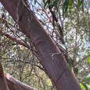 Image of Eucalyptus curtisii Blakely & C. T. White