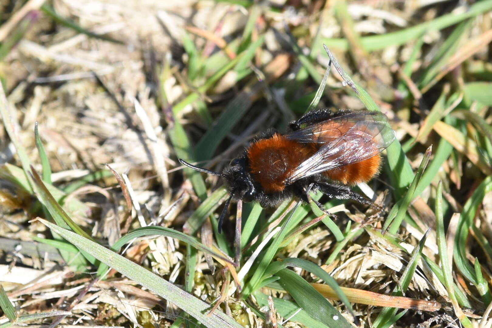 Image de Andrena fulva (Müller 1766)