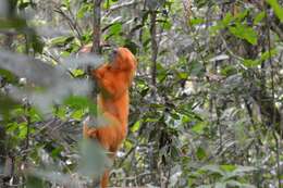 Image of Golden Lion Tamarin