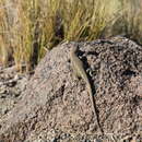 Image of Buerger's Tree Iguana