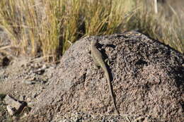 Image of Buerger's Tree Iguana