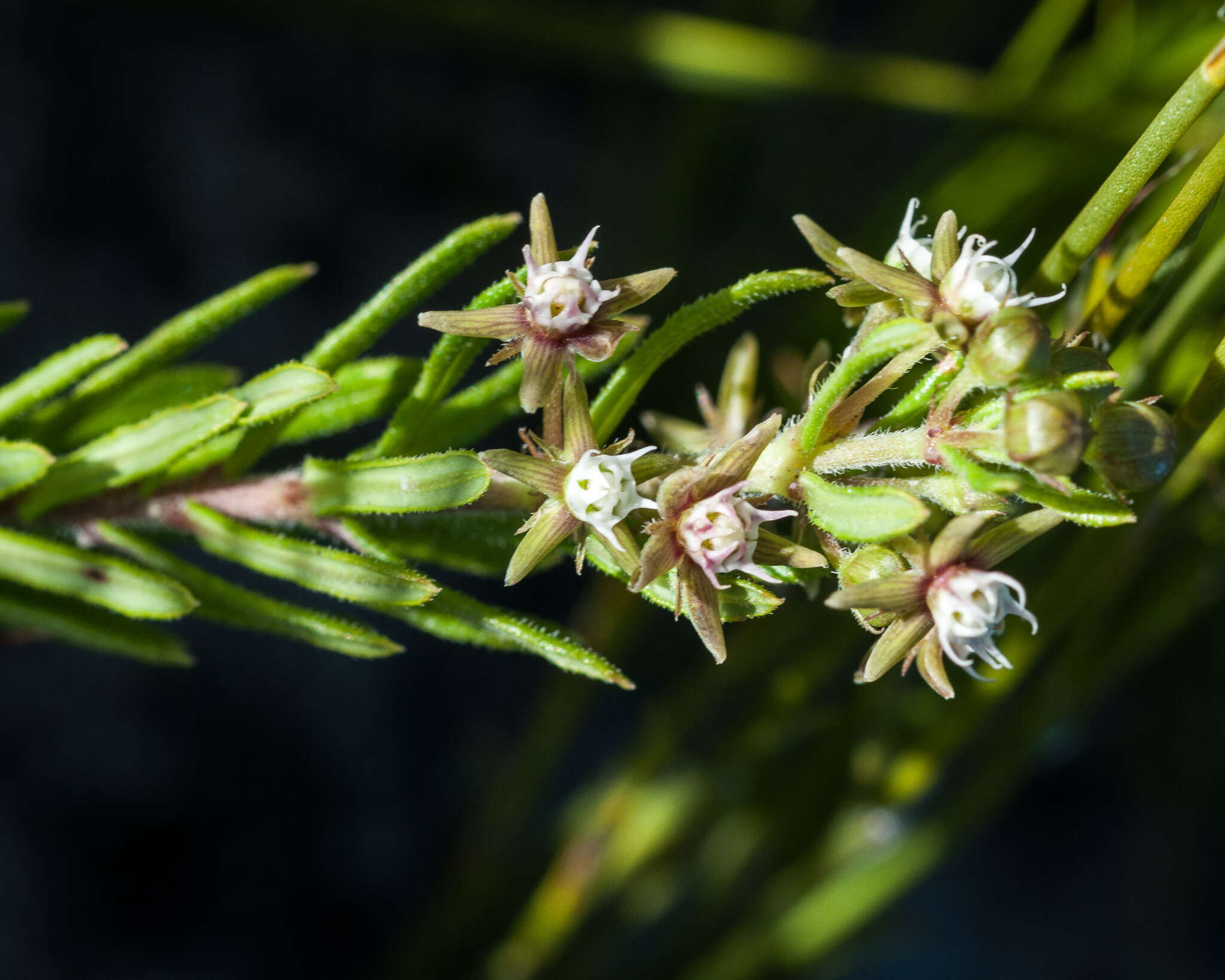 Image of Aspidoglossum heterophyllum E. Mey.