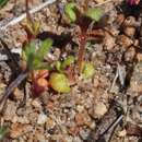 Image of rockjasmine monkeyflower