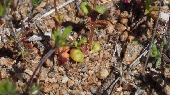 Image of rockjasmine monkeyflower