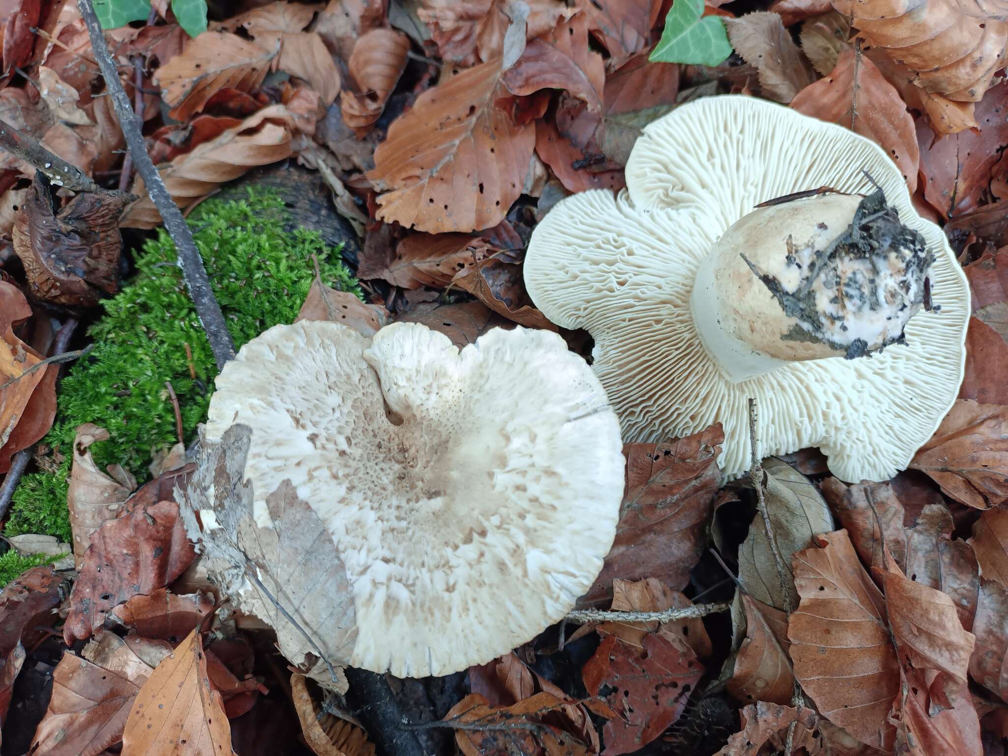 Image de Tricholoma filamentosum (Alessio) Alessio 1988