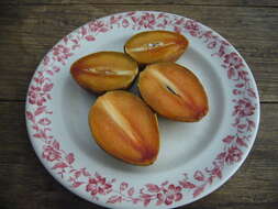 Image of sapodilla