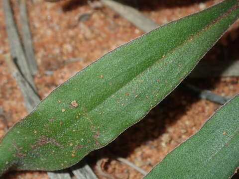 Image of Myriocephalus guerinae F. Müll.