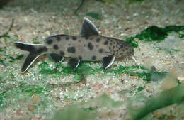 Слика од Synodontis petricola Matthes 1959