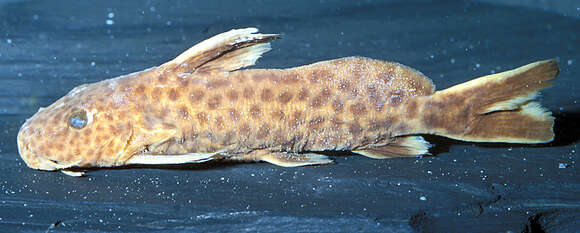 Слика од Synodontis petricola Matthes 1959