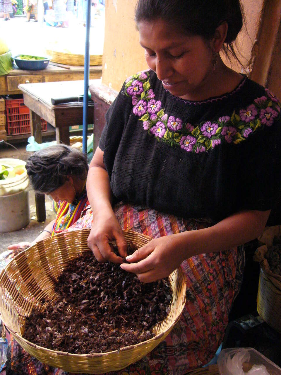 Image of leaf-cutter ants