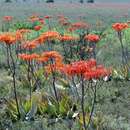 Слика од Aloe striata Haw.