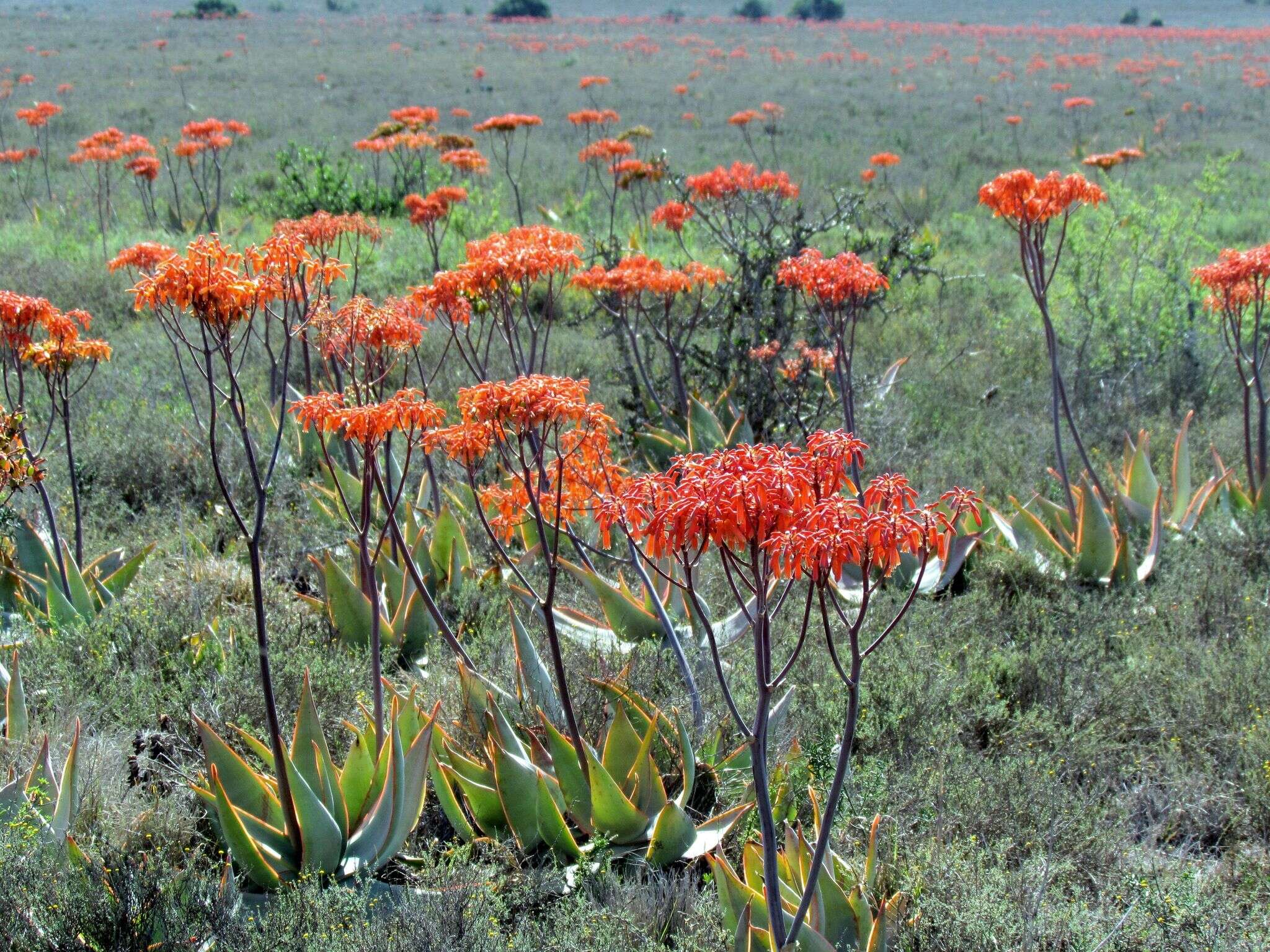 Image of Aloe striata Haw.