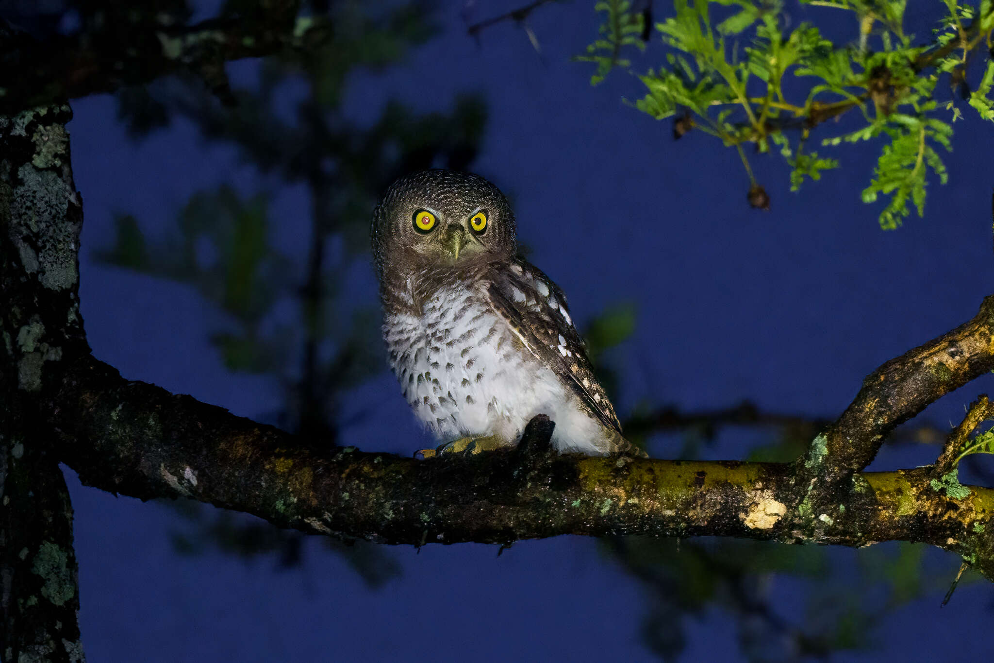 Image of African Barred Owlet