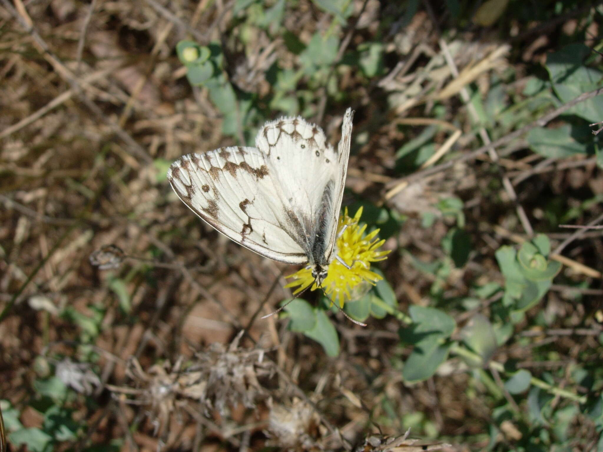 Image of Klasea cerinthifolia (Sm.) Greuter & Wagenitz