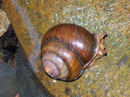 Image of beer snails