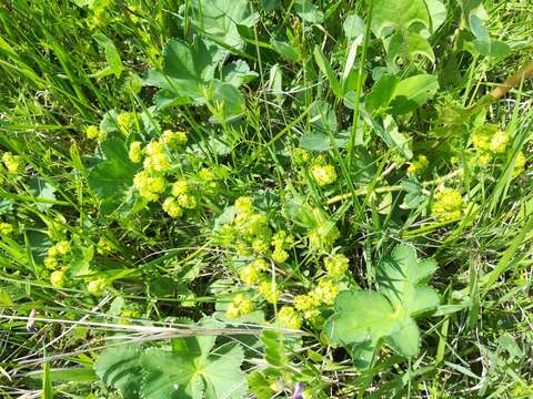 Imagem de Alchemilla plicata Buser