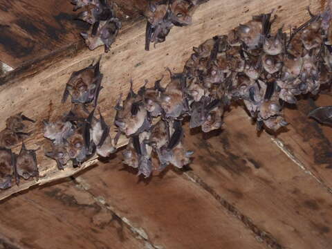 Imagem de Myotis emarginatus (E. Geoffroy 1806)