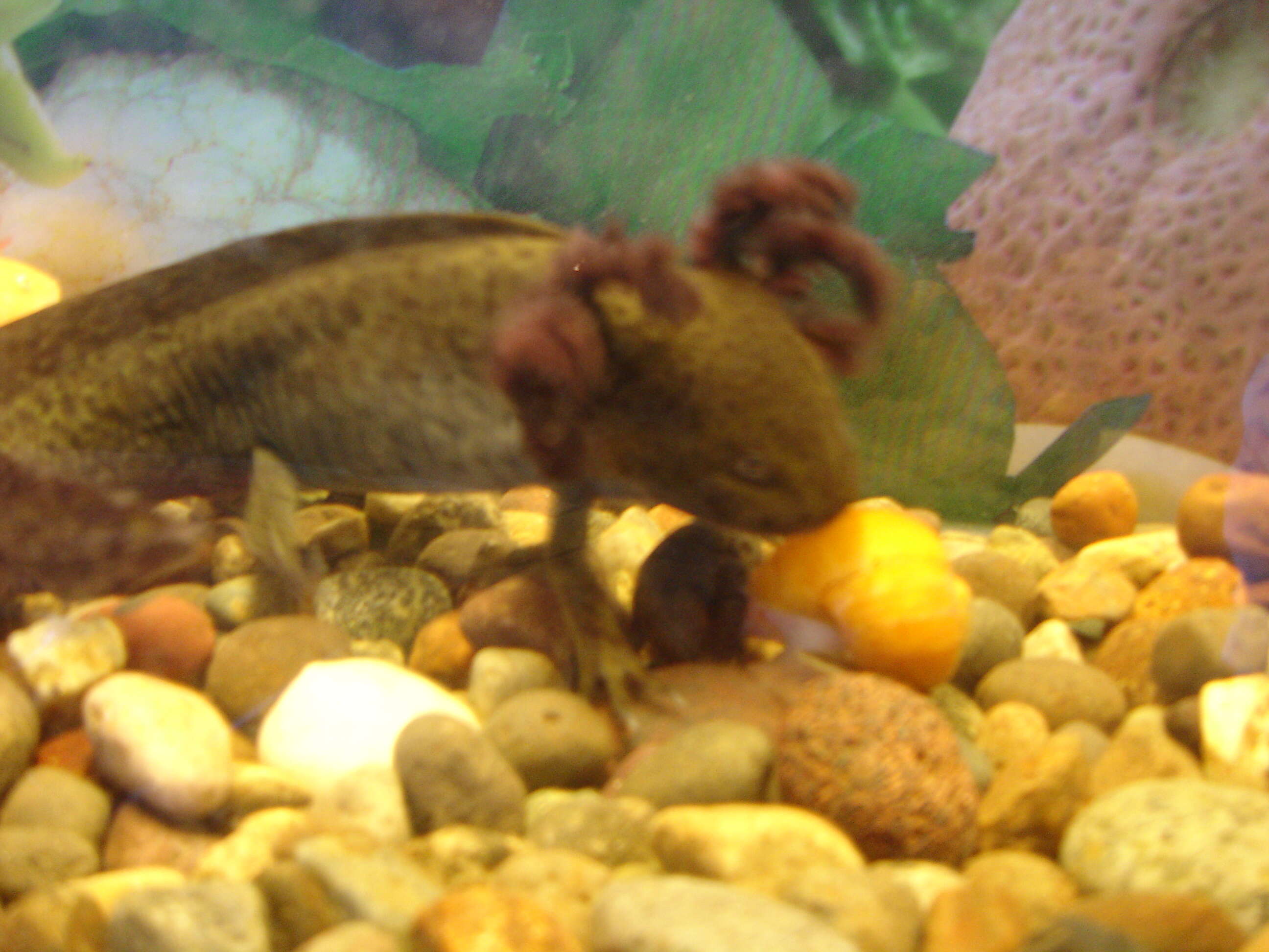 Image of Axolotl