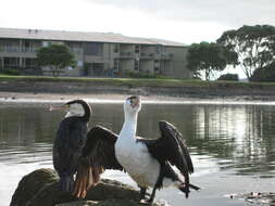 Image of Australian Pied Cormorant