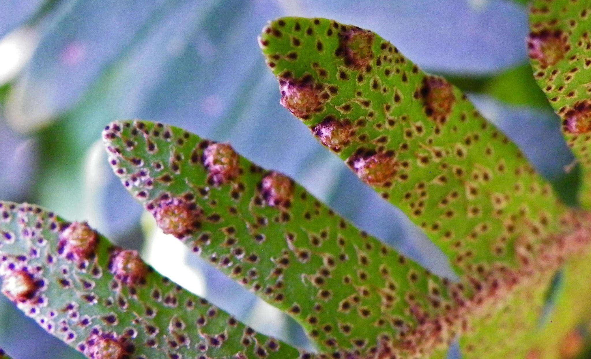 Image of Pleopeltis ecklonii (Kunze) A. R. Sm.