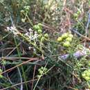 Ceanothus microphyllus Michx. resmi