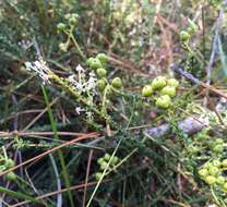 Image of littleleaf buckbrush