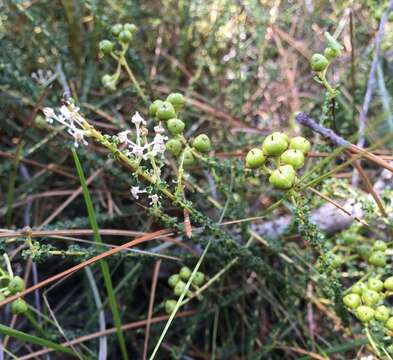 Plancia ëd Ceanothus microphyllus Michx.