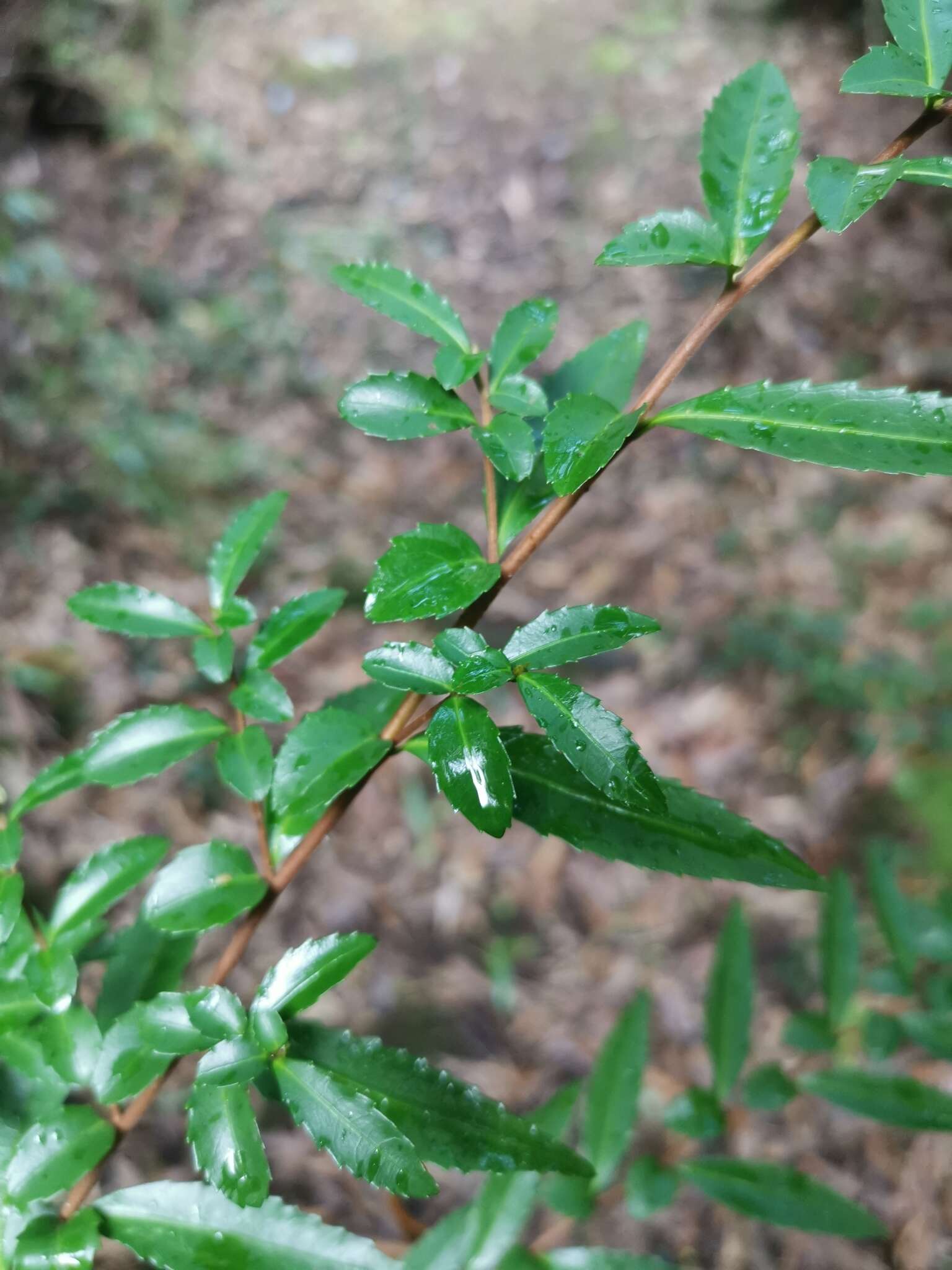 Image of Azara lanceolata Hook. fil.