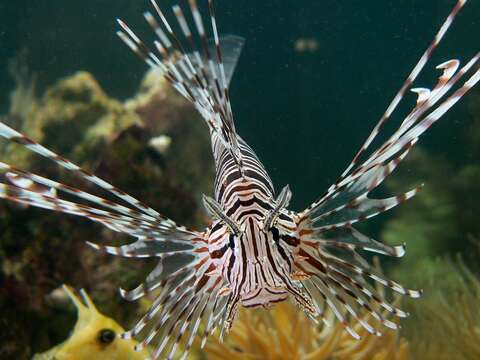 Image of Red lionfish