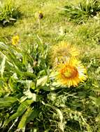 Helenium scorzonerifolium (DC.) A. Gray的圖片