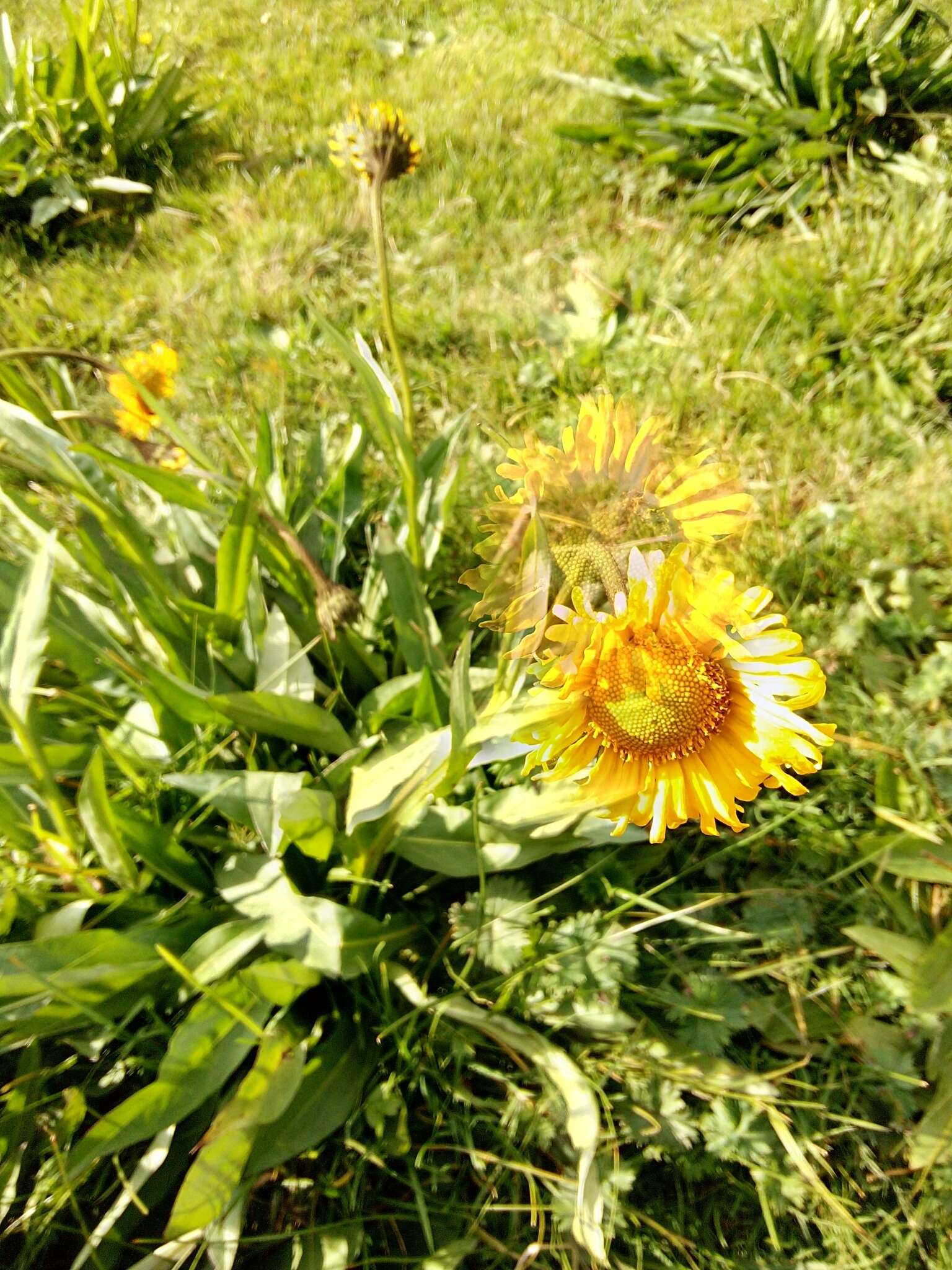 Plancia ëd Helenium scorzonerifolium (DC.) A. Gray