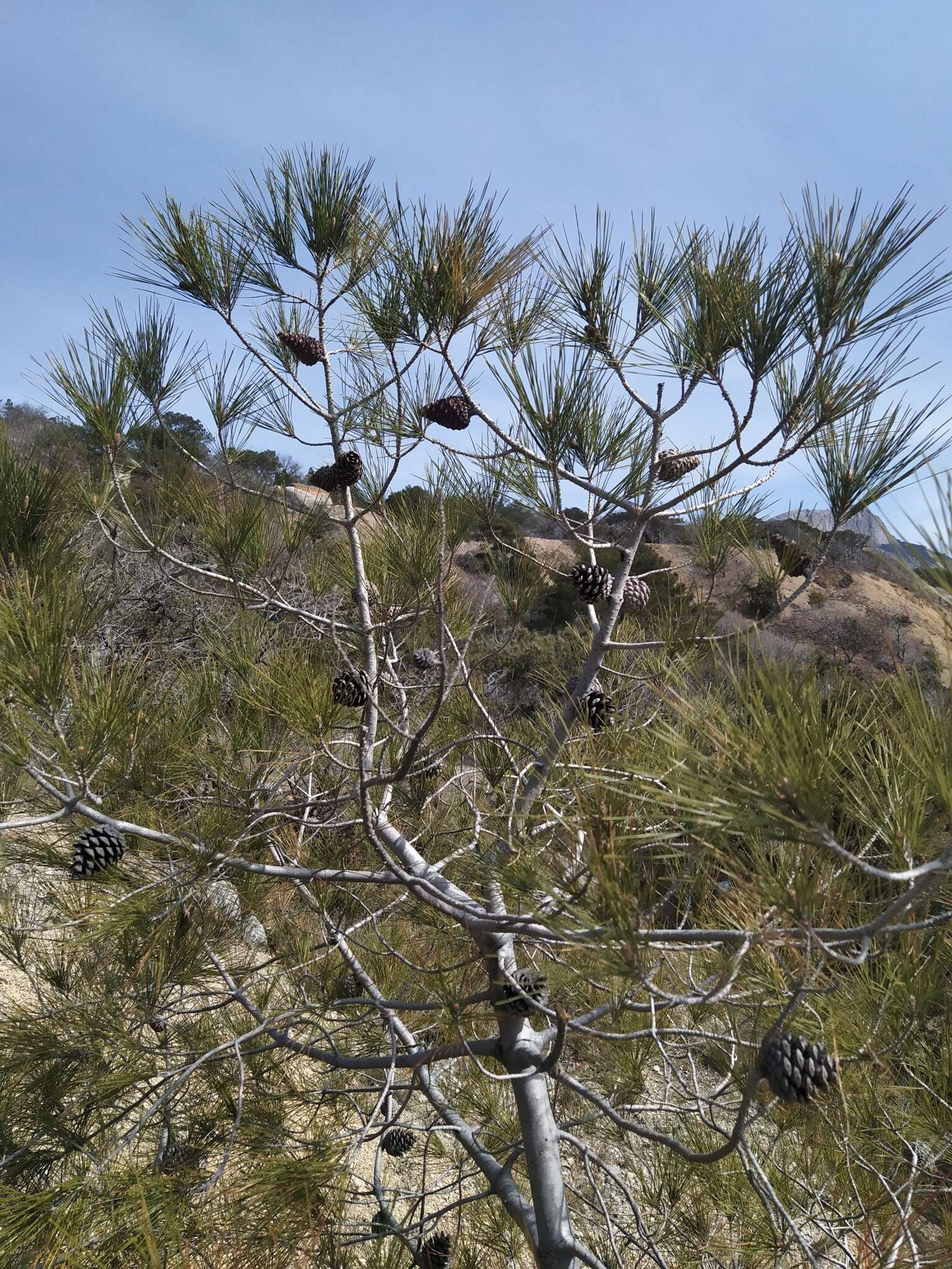 Image of Brutia Pine