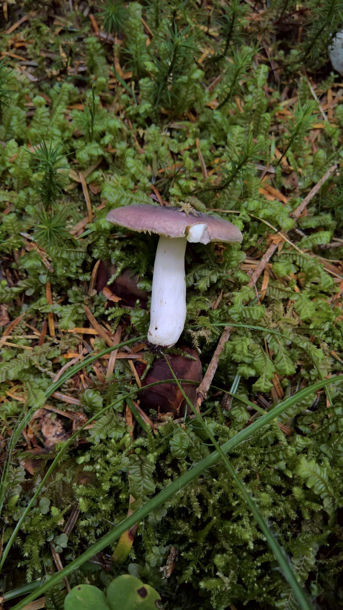 Image of Russula amethystina Quél. 1898