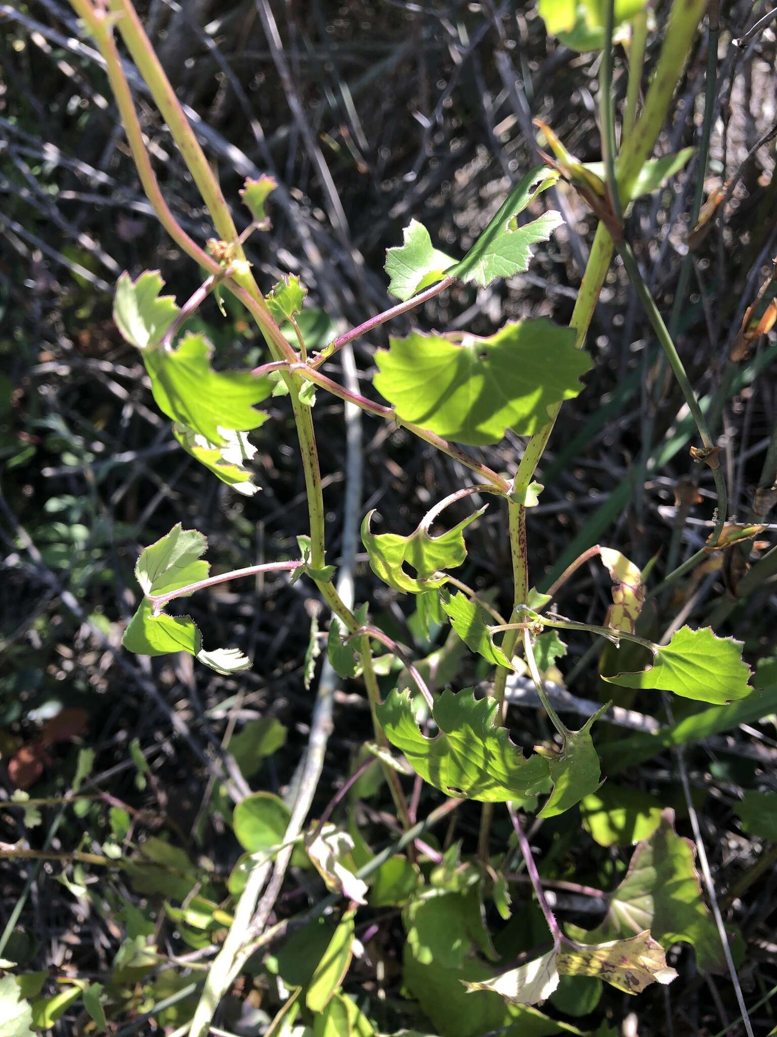 Image of Cineraria alchemilloides DC.